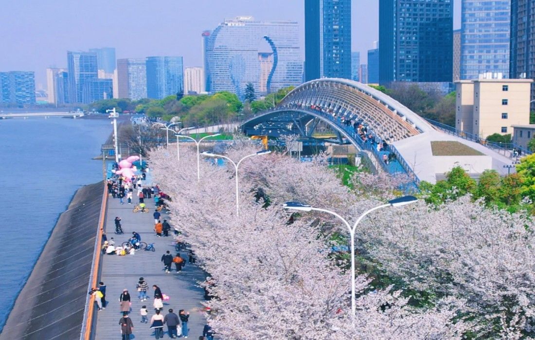 滨江樱花跑道