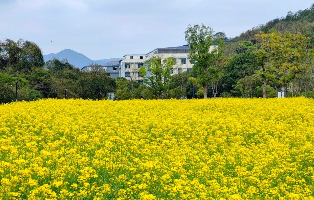 铜鉴湖花海