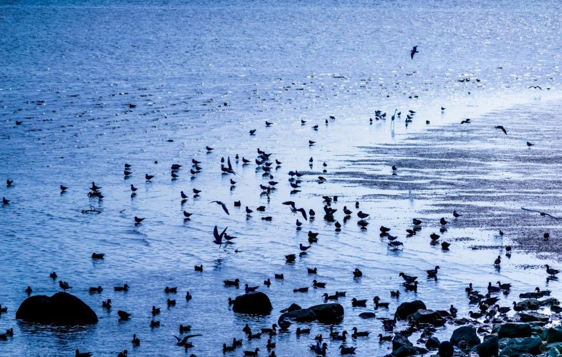 深圳红树林自然保护区